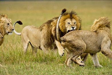 口碑逆转 预约突破50W 《英勇之地》端游究竟有何魅力